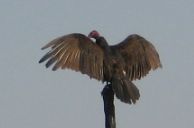 Vulture